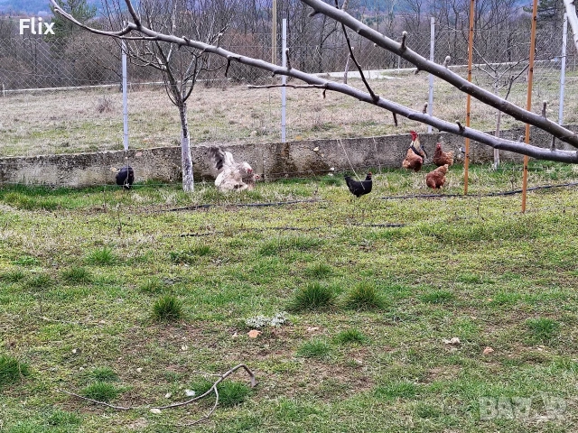 разплодни яйца , снимка 9 - Кокошки и пуйки - 53995912