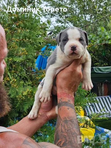 American bully xl, снимка 7 - Други - 46970498