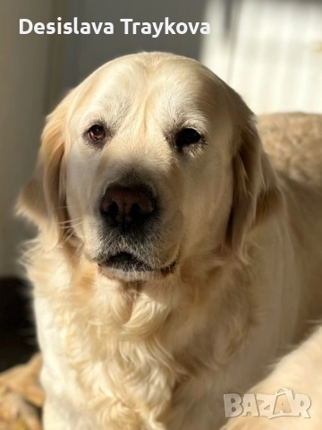 Подарява се Голдън ретривър, снимка 5 - Голдън ретривър - 54211942