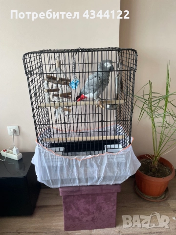 Папагал Жако , снимка 2 - Папагали - 52107710