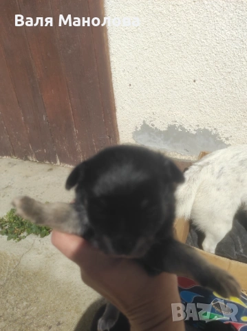 Кученца, снимка 5 - Други - 53794793