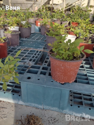 Къпини и малини, снимка 6 - Градински цветя и растения - 54222842