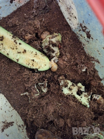 Гигантски африкански охлюви Ахатина, снимка 7 - Терариуми и оборудване - 53221991