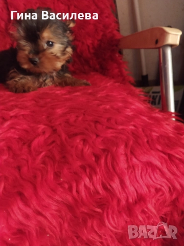 мини  йоркширски териер, снимка 5 - Йоркширски териер - 52800065