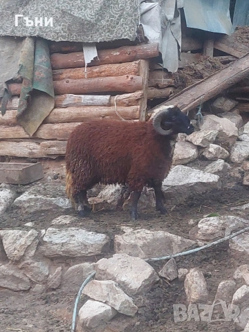 коч кочове овце , снимка 4 - Овце - 53624150