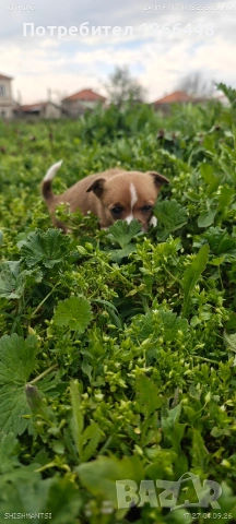 Чихуахуа,женско ,обезпаразитено вътрешно и външно , снимка 3 - Чихуахуа - 54149304