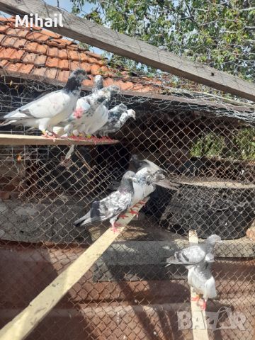 Продавам пакистански гълъби, снимка 4 - Гълъби - 46445772