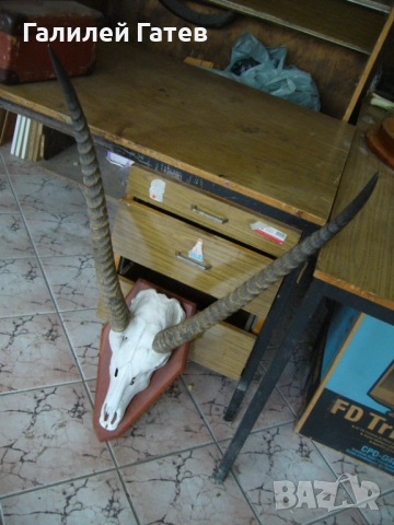 Рога от Антилопа Кудо