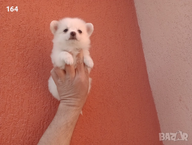 Мини Шпиц - Померан. Мъжки и женски кученца. , снимка 10 - Померан - 53806967