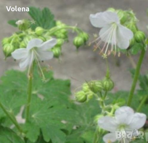 Бял здравец, снимка 1 - Градински цветя и растения - 45201651