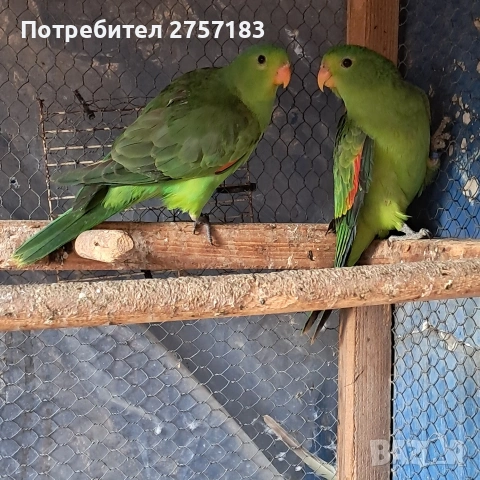 продавам червенокрили папагали чифт, снимка 4 - Папагали - 53054076
