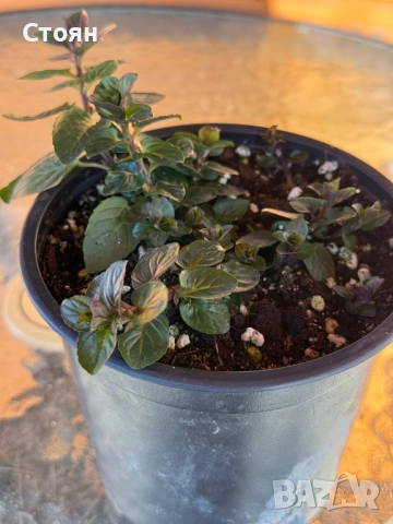 Разсад от Мента