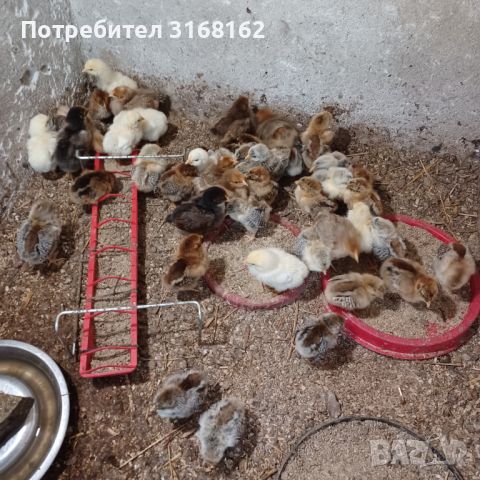 Пилета, снимка 1 - Кокошки и пуйки - 45775937