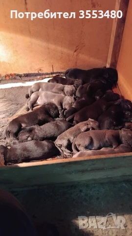 продавам Кане Корсо чистокръвни, снимка 3 - Кане корсо - 53611607