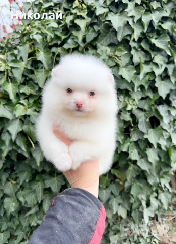 Померан мини момче. Померанче, снимка 5 - Померан - 53970940