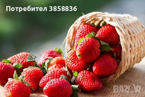 🍓предлагаме елитни расади само эа ценители🍓, снимка 2 - Разсади - 53566454