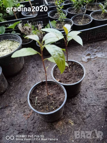 Авокадо, снимка 4 - Разсади - 51109064