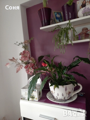 Спатифилум , снимка 3 - Стайни растения - 50387939