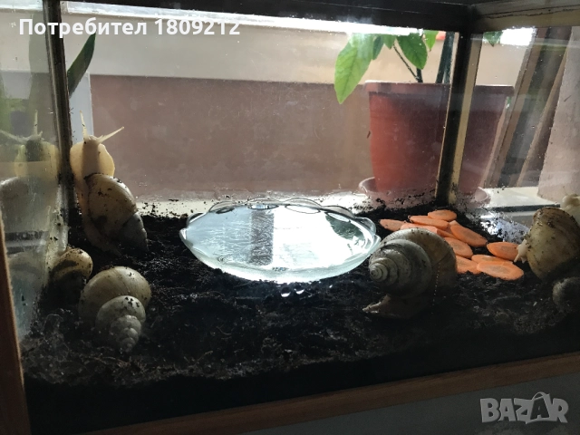 АХАТИНА, снимка 7 - Други - 52380258