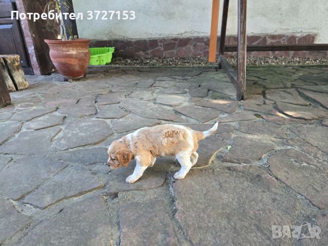 Кученца Бретон шпаньол, снимка 6 - Бретон шпаньол - 46426612