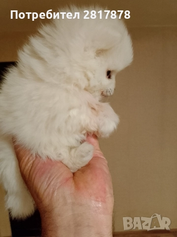 мини Померан на 45 дни 