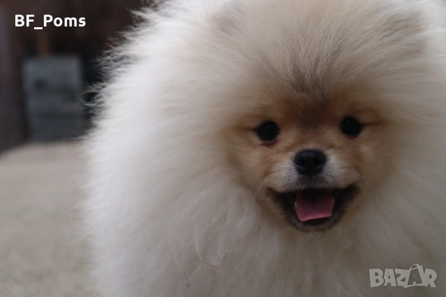 Страхотно момченце померан с родословие FCI, снимка 2 - Померан - 52918943