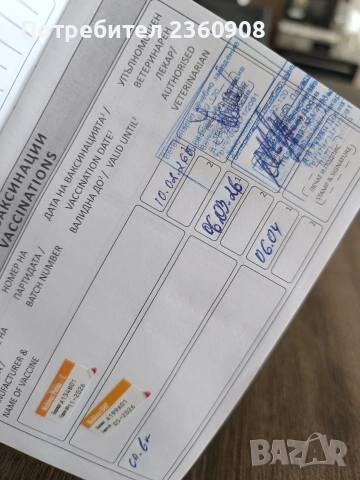 Померан, померанче, снимка 12 - Померан - 53483335