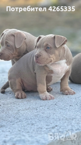 Американско були покет. 4 свободни женски, снимка 5 - Други - 51783586