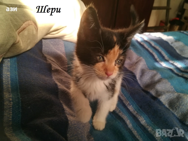 котки за взимане, снимка 5 - Изгубени/намерени - 52248087