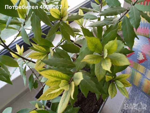 дафиново дръвче, снимка 1 - Стайни растения - 45125529