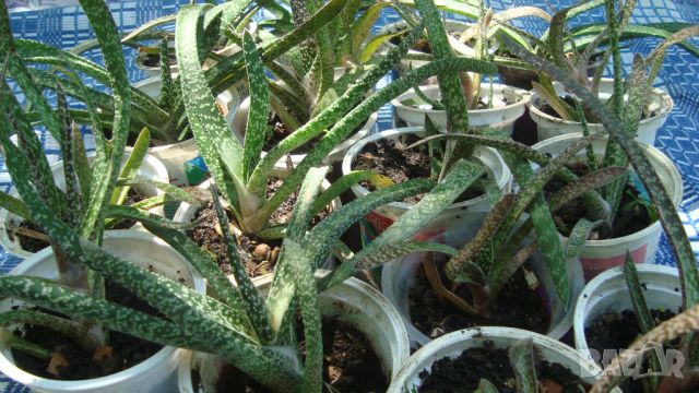 Гастерия (Gasteria), снимка 1 - Стайни растения - 45843311