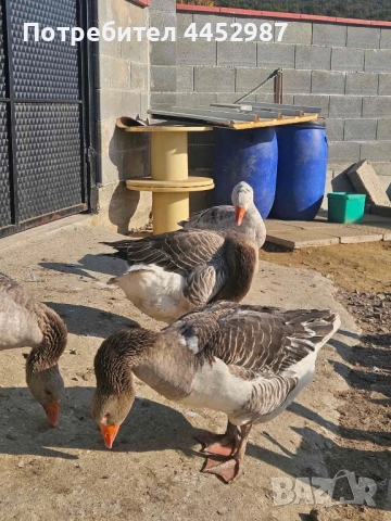 Гъски и патки, снимка 5 - Патици и гъски - 52509304