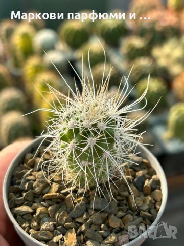 Продавам екзотични кактуси, колекционерски, редки видове - Echinocereus Nicholii, El Capitan и други, снимка 15 - Градински цветя и растения - 46569146