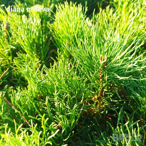  Pinus Mugo Mughus, Клек, снимка 5 - Градински цветя и растения - 40696492