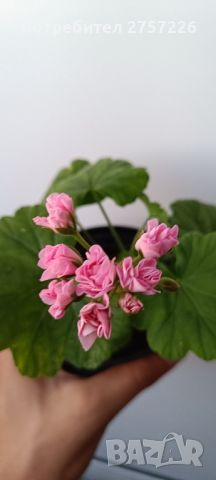 Australian Pink Rosebud , снимка 2 - Стайни растения - 46400810