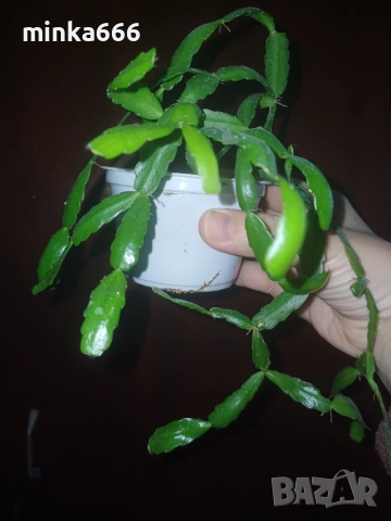 Цикламено коледниче.