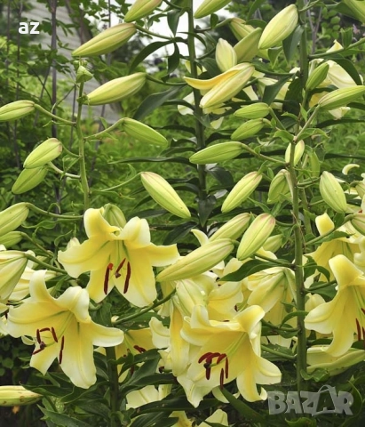 лилиум, снимка 7 - Сортови семена и луковици - 51558756