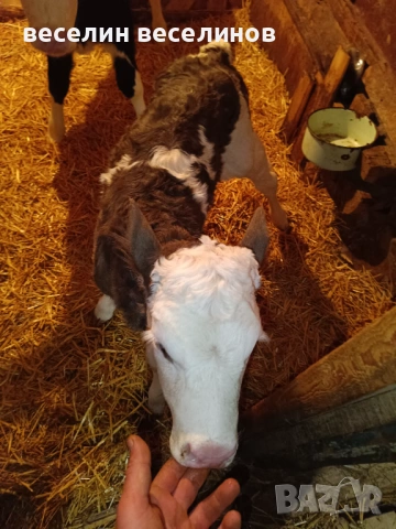 Две телета , снимка 2 - Крави - 53405819