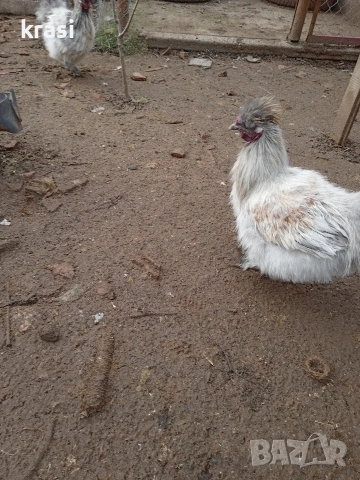 Копринки петлета, снимка 2 - Кокошки и пуйки - 53280544