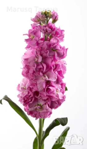 Шибой кичест , снимка 13 - Градински цветя и растения - 53818099