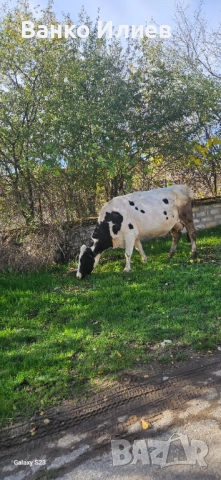 Свободни 6 редовни крави , снимка 2 - Крави - 52412161