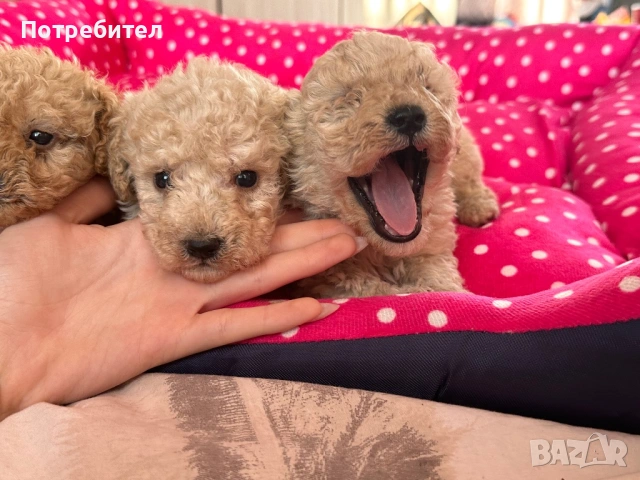 Пудел тойчета 