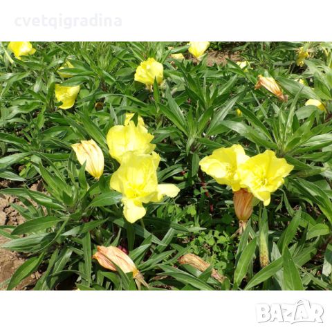 Oenothera macrocarpa missouriensis(Онотера), снимка 1 - Градински цветя и растения - 45842094