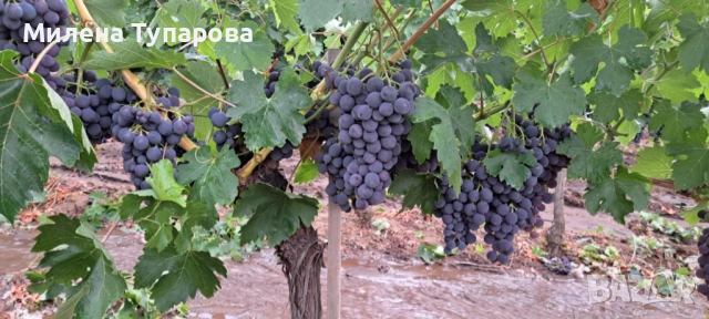 Грозде за ракия, снимка 1