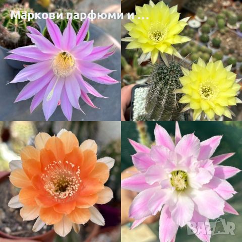 Продавам екзотични кактуси, колекционерски, редки видове - Echinocereus Nicholii, El Capitan и други, снимка 2 - Градински цветя и растения - 46569146