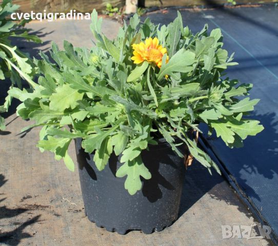 Gaillardia grandiflora Peach(Гайлардия праскова), снимка 2 - Градински цветя и растения - 46099250