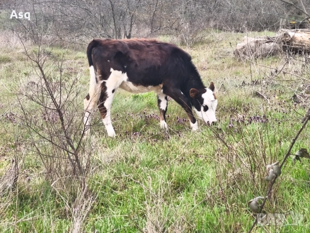 Женско теле симентал 6 месеца