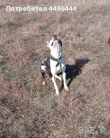 Продавам родословни питбулчета, снимка 3 - Питбул - 53248650