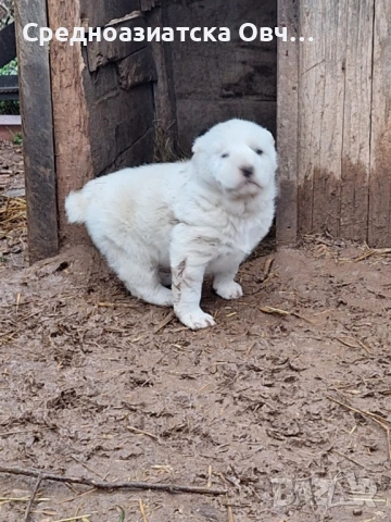 Сао-Алабай, снимка 3 - Алабай - 53125103