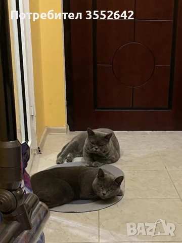 Британски късокосмести котенца , снимка 6 - Британска късокосместа - 53352318